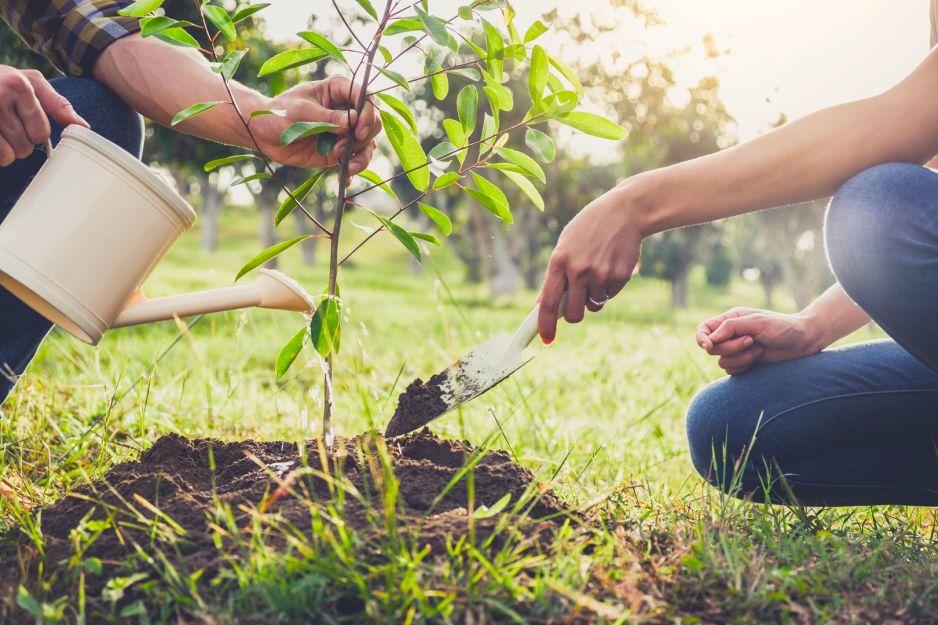 sadzenie-drzewa.jpeg