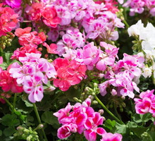 pelargonia-pelargonium-zdj-adobe-stock.jpeg