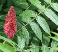 sumak-octowiec-rhus-typhina-zdj-fotolia-com.jpeg