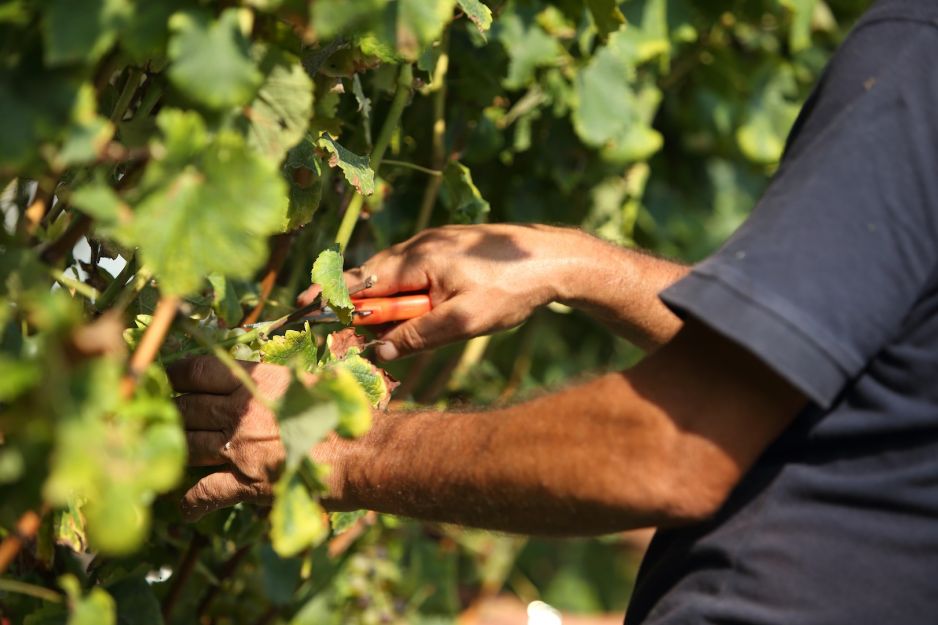 doswietlajac-winorosl-pamietajmy-o-przycinaniu-zbyt-dlugich-pedow-miejsce-ciecie-nie-powinno-jednak-byc-zbyt-blisko-gron-owocow-zdj-adobe-stock.jpeg