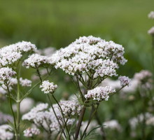 kozlek-lekarski-valeriana-officinali.jpeg