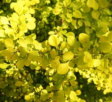 czesto-wykorzystywany-jako-zywoplot-lisciasty-berberys-thunberga-berberis-thunbergii-wystepuje-w-wielu-odmianach-o-zoltych-lisciach-zdj-fotolia-com.jpeg