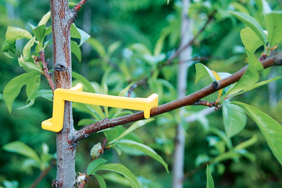 podobne-klamerki-do-formowania-galezi-znajdziemy-w-wielu-sklepach-ogrodniczych-zdj-materialy-redakcji.jpeg