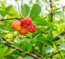 acerola-malpigia-granatolistna-malpighia-glabra.jpeg