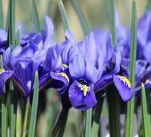 kosaciec-zylkowany-iris-reticulata-zdj-istock.jpeg
