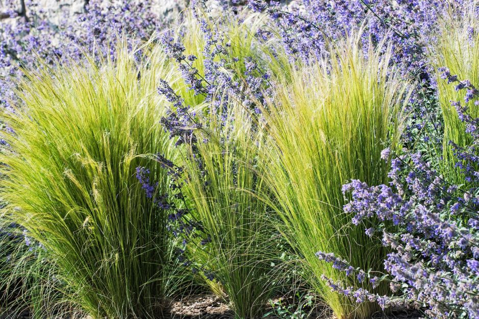 odpowiednio-poprowadzone-obfite-egzemplarze-lawendy-moga-z-powodzeniem-uzupelniac-wysokie-rabaty-w-towarzystwie-traw-ozdobnych-zdj-adobe-stock.jpeg