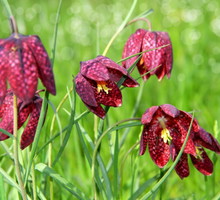 szachownica-kostkowata-fritillaria-meleagris.jpeg