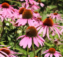 jezowka-purpurowa-echinacea-purpurea-zdj-adobe-stock.jpeg