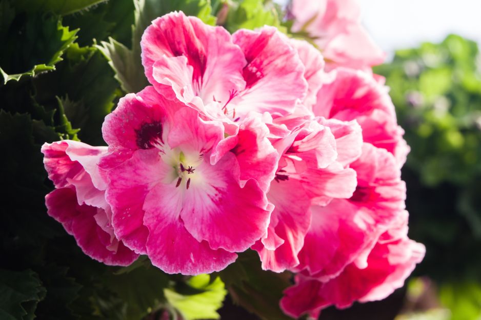 baldach-kwiatow-pelargonii-angielskiej-w-calej-okazalosci-zdj-adobe-stock.jpeg