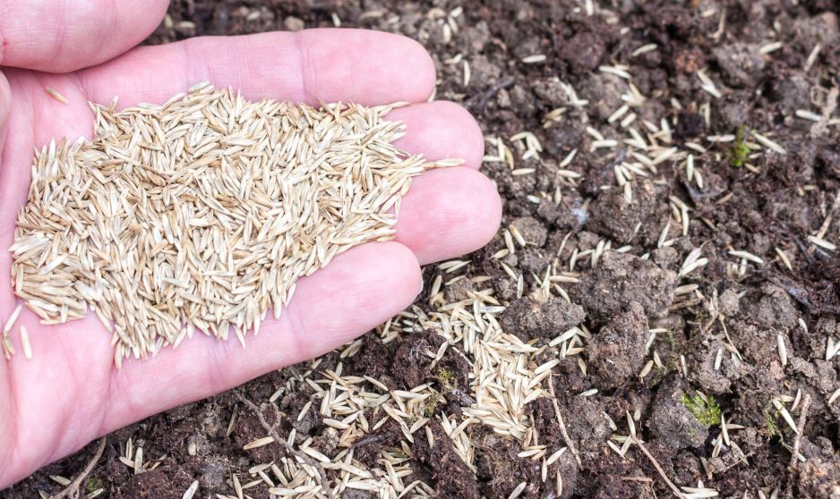 trawe-nalezy-siac-bardzo-obficie-nawet-po-30-40-gramow-nasion-na-1m2-ziemi-zdj-fotolia-com.jpeg