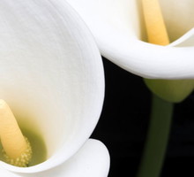zantedeschia-aethiopica-zdj-fotolia-com.jpeg