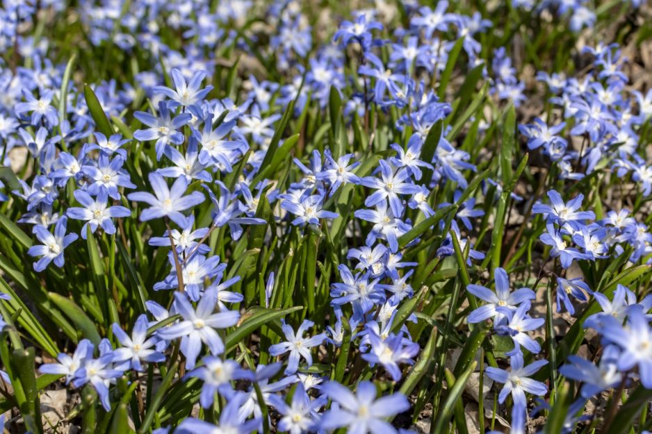 cebulica-scilla.jpeg