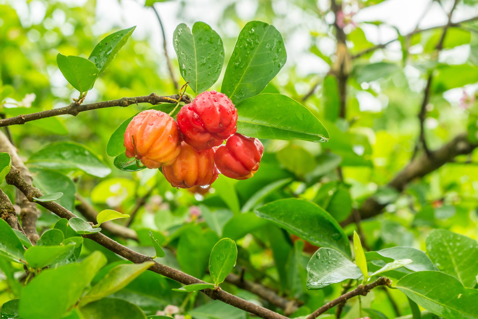 Acerola Malpigia granatolistna Malpighia glabra