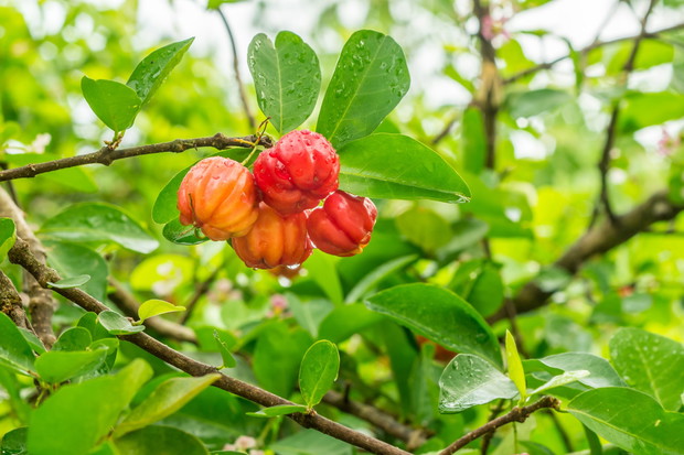 Acerola Malpigia granatolistna Malpighia glabra