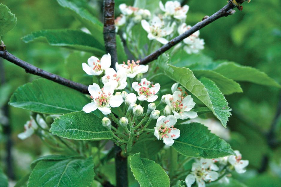 roslina-kwitnie-w-maju-kwiatami-przypominajacymi-te-ktore-znalezc-mozemy-na-gruszach-zdj-materialy-wlasne.jpeg