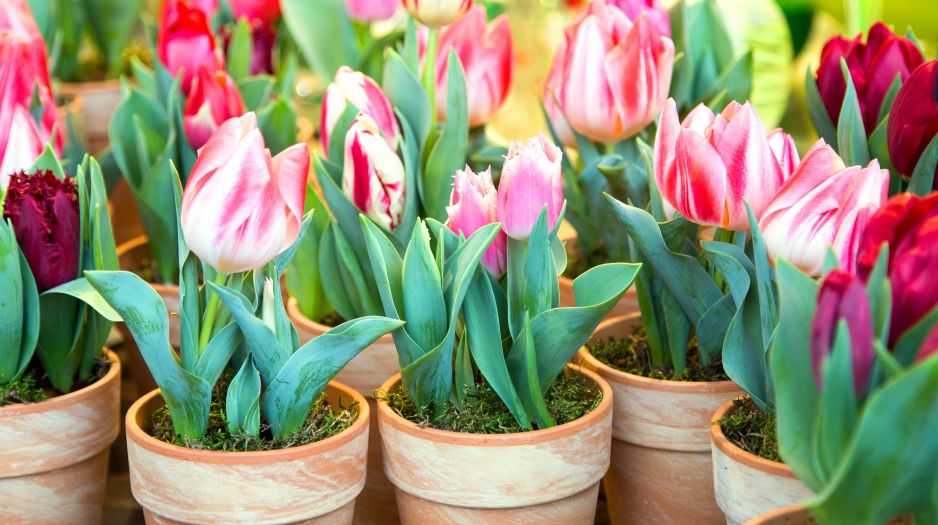 tulipany-doniczkowe-zdj-fotolia-com.jpeg