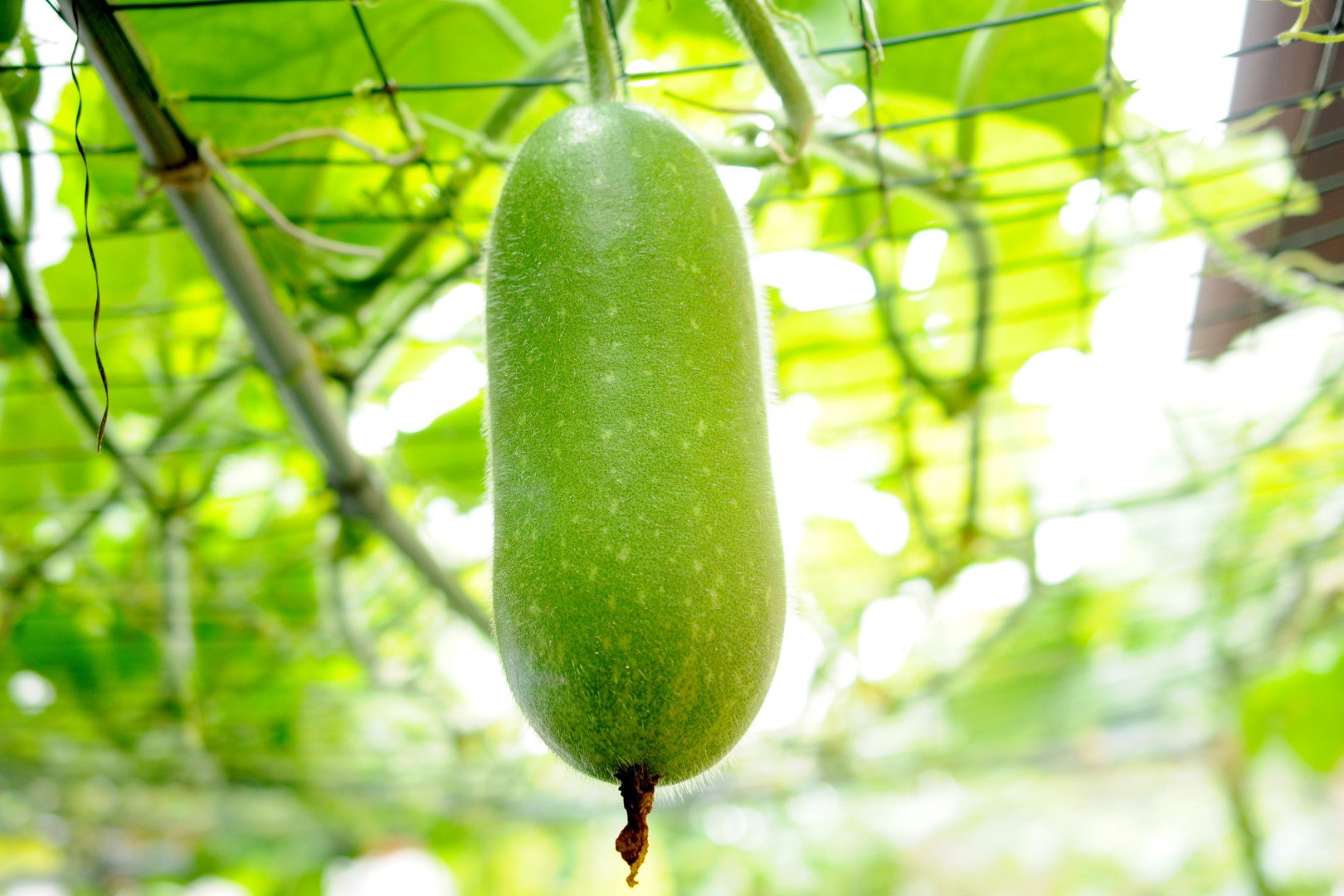 beninkaza benincasa hispida