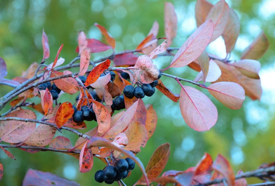 aronia-czarnoowocowa-aronia-melanocarpa-zdj-fotolia-com.jpeg