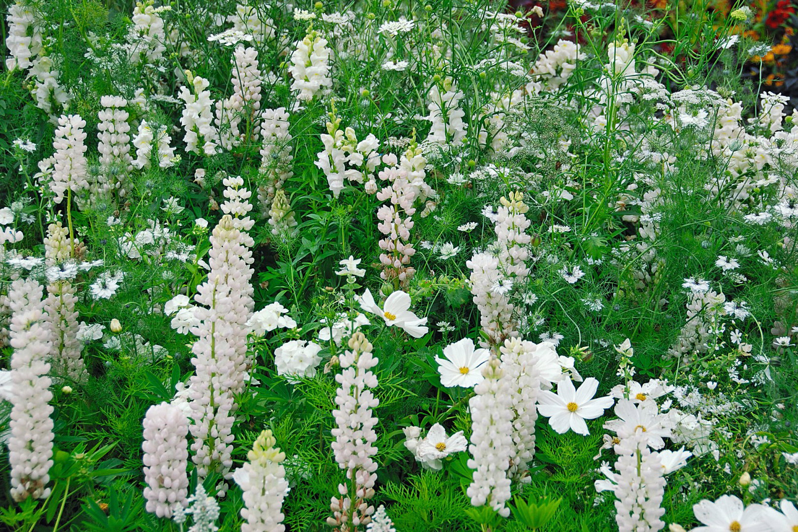 biała rabata z jednorocznych