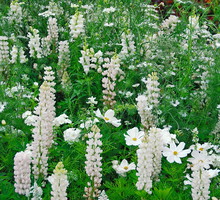 biała rabata z jednorocznych