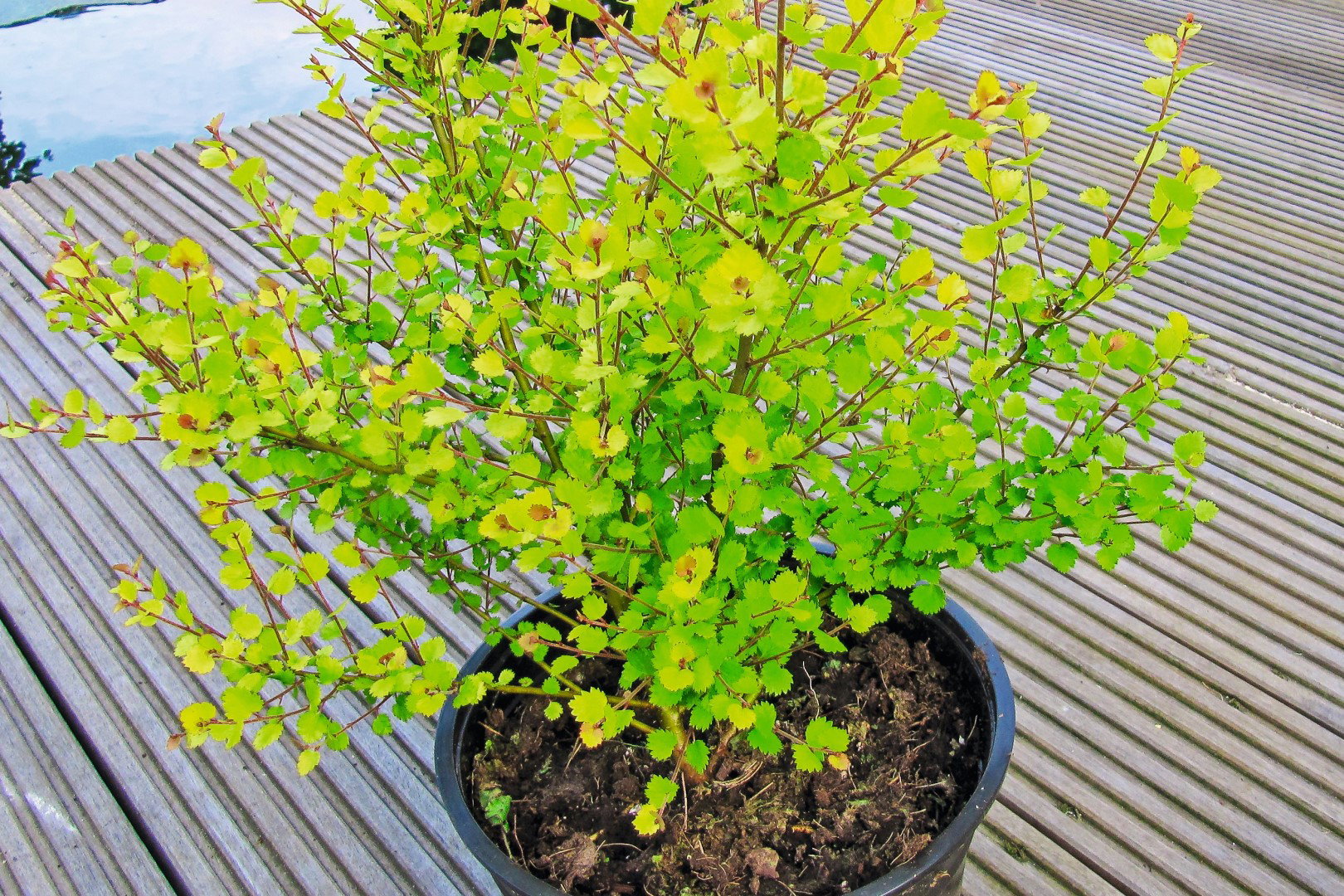 brzoza betula golden treasure