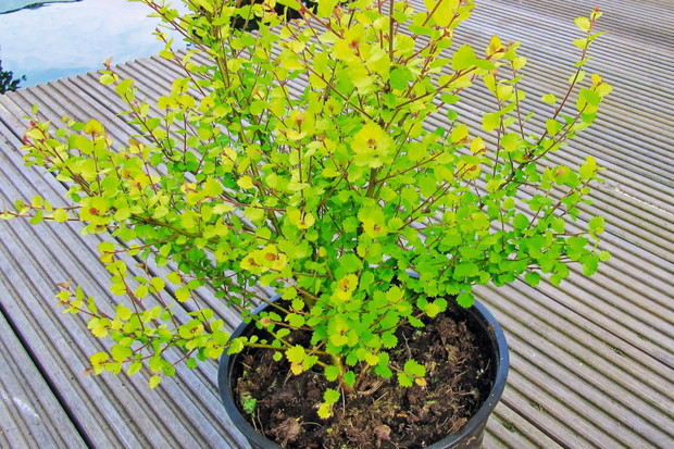 brzoza betula golden treasure