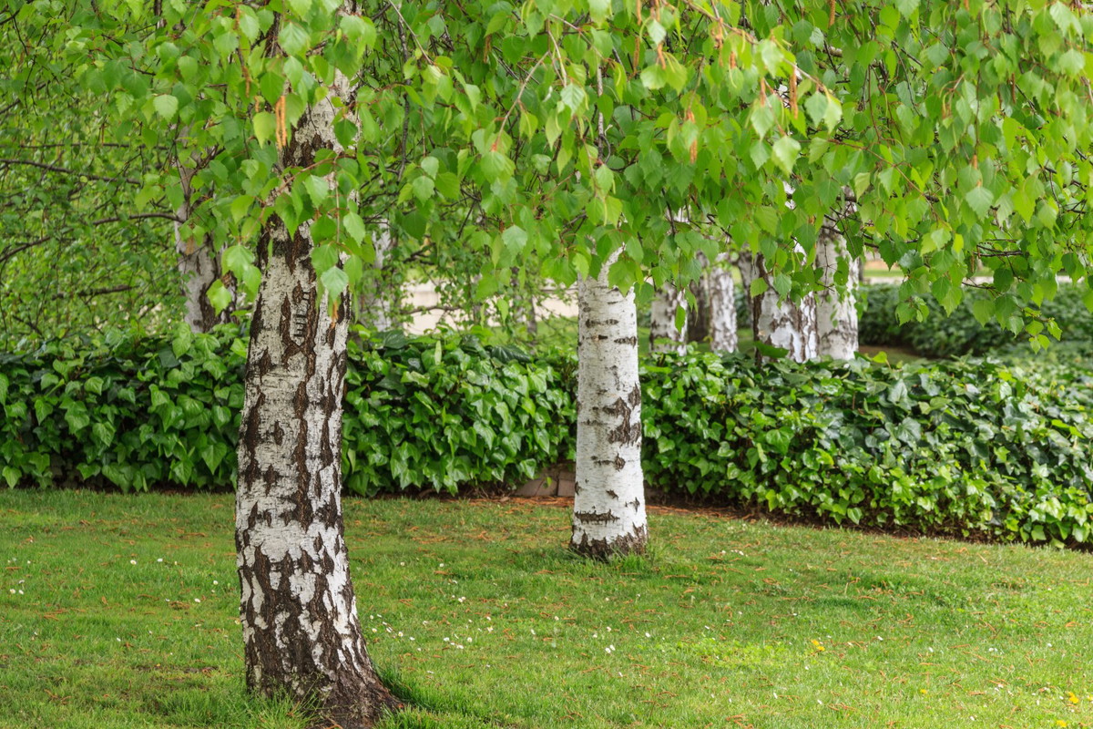 brzoza brodawkowata betula pendula