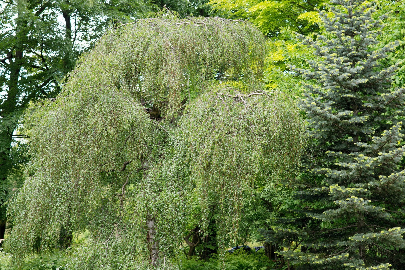 Brzoza brodawkowata ‘Youngii’ Betula pendula