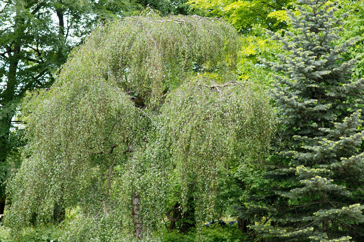 Brzoza brodawkowata ‘Youngii’ Betula pendula