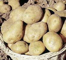 tydzien-przed-planowanym-sadzeniem-wyciagam-ziemniaki-z-piwnicy-pisze-nasza-czytelniczka-halina-kolocka.jpeg