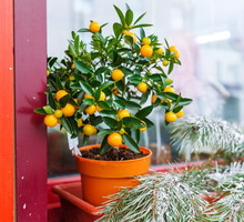 cytryny-na-drzewku-doniczowym.jpeg
