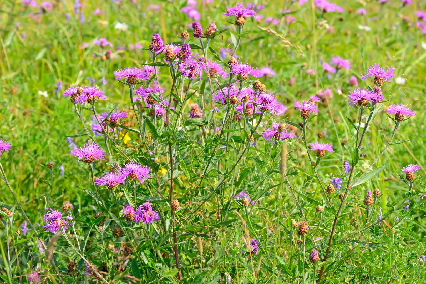 chaber łąkowy centaurea jacea