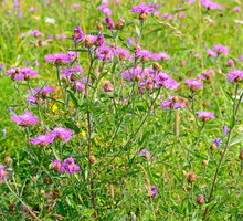 chaber łąkowy centaurea jacea