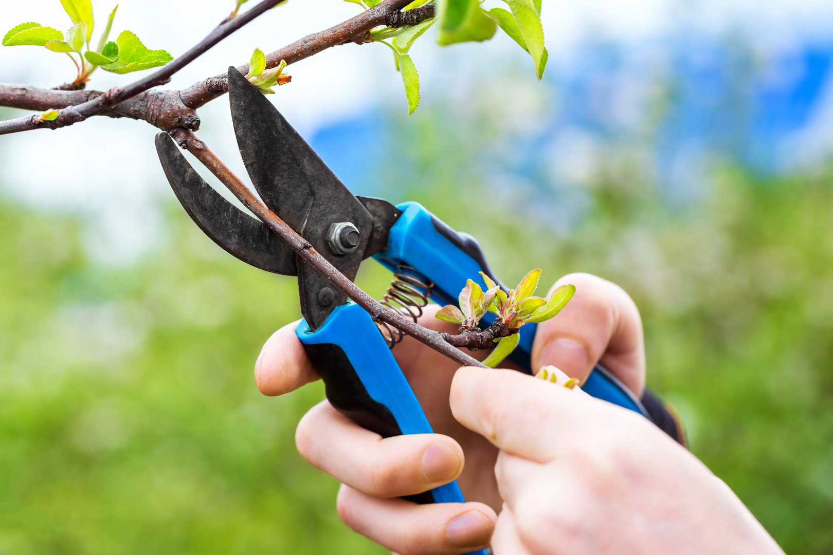 cięcie drzew wiosną