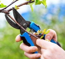 cięcie drzew wiosną