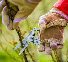 cięcie róż wiosną