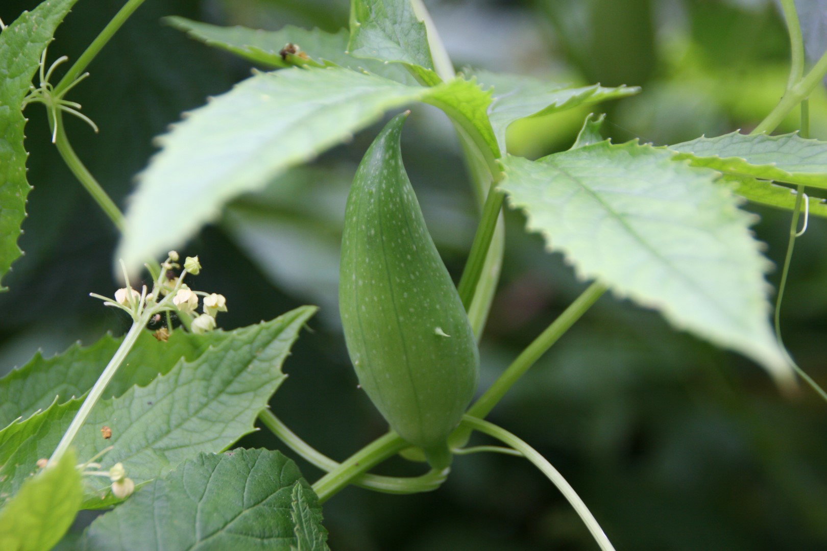cyklantera cyclanthera pedata