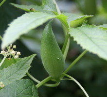 cyklantera cyclanthera pedata