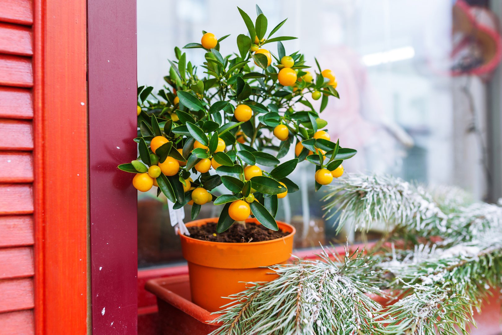 cytryny na drzewku doniczowym