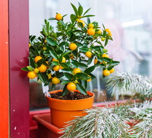 cytryny na drzewku doniczowym