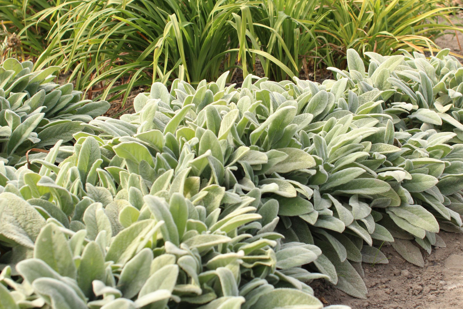 czyściec wełnisty stachys byzantina