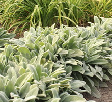 czyściec wełnisty stachys byzantina