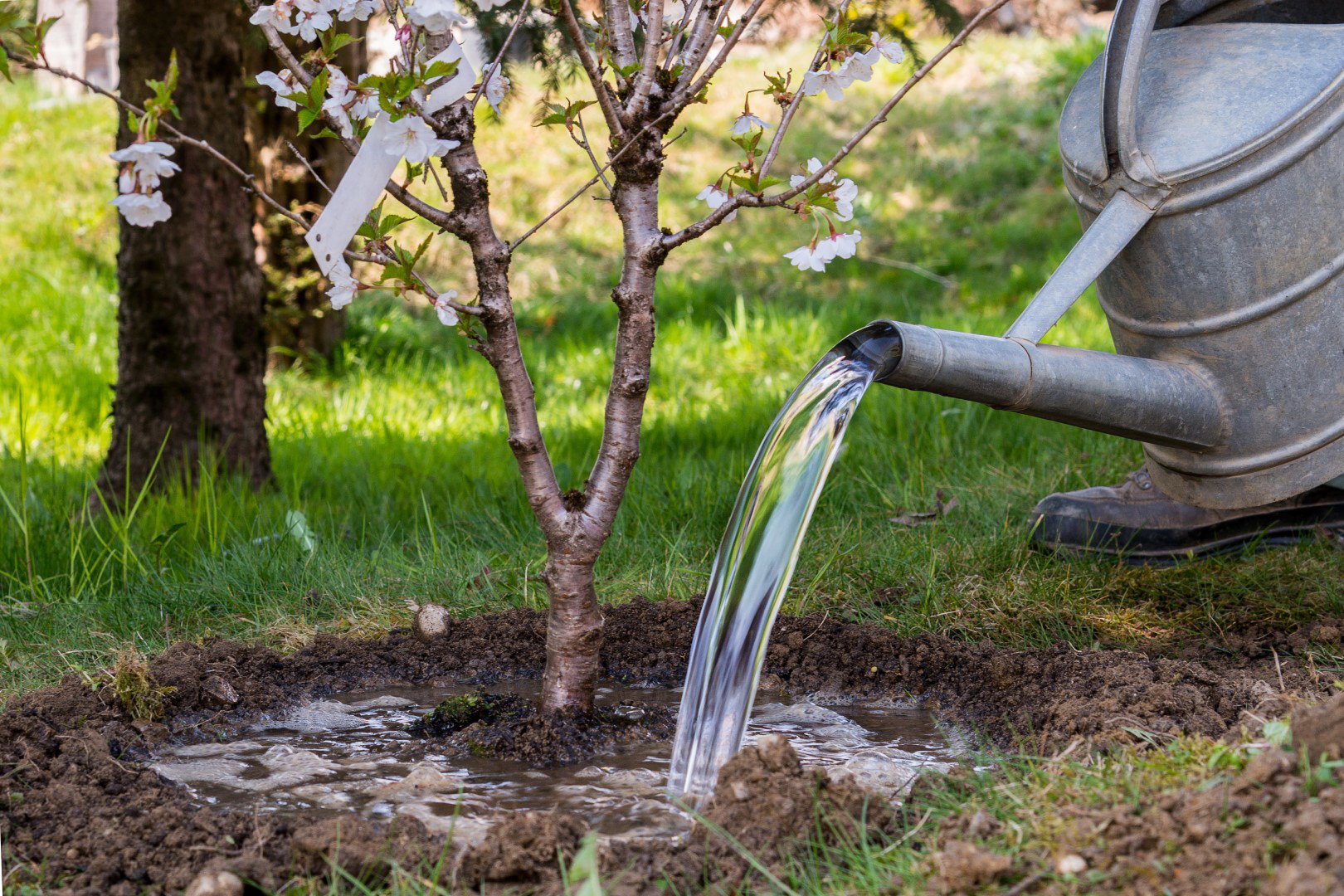 drzewo owocowe wiosna