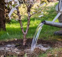 drzewo owocowe wiosna