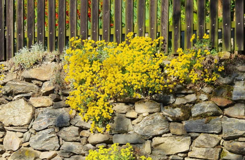 smagliczka-skalna-alyssum-saxatile-zdj-fotolia-com.jpeg