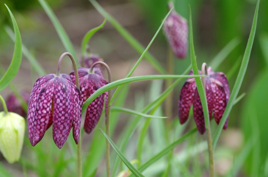szachownica-kostkowata-fritillaria-meleagris-zdj-fotolia-com.jpeg