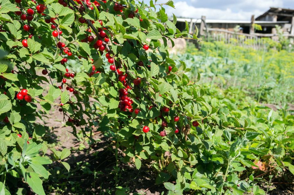 jagodnik-z-powodzeniem-zalozyc-mozemy-w-odleglejszych-zakatkach-ogrodu-chocby-w-otoczeniu-niewielkich-drzew-owocowych-zdj-istock.jpeg