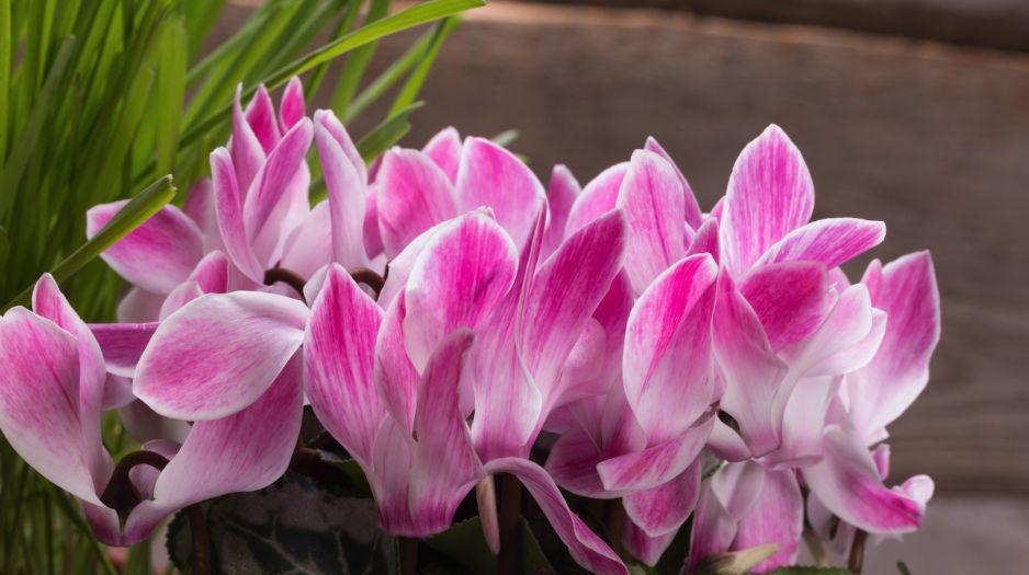 cyklamen-perski-cyclamen-persicum-zdj-fotolia-com.jpeg