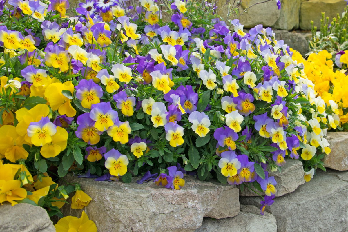 fiołek rogaty viola cornuta