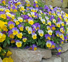 fiołek rogaty viola cornuta